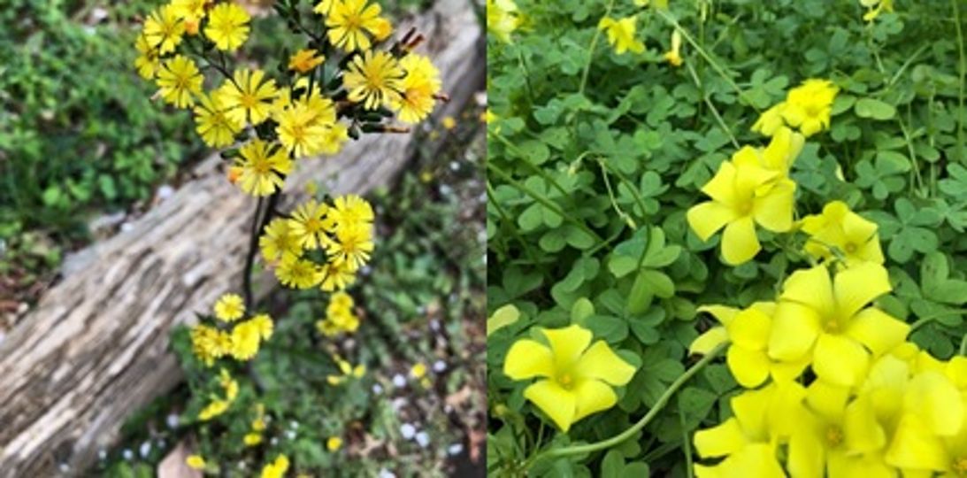 春のお花はワクワクがいっぱいの記事|センター南横浜市都筑区|ロコっち