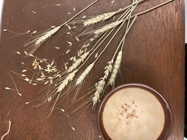 2020年子ども小麦部の活動②小麦について学ぶ『小麦の学校』の記事|センター南横浜市都筑区|ロコっち