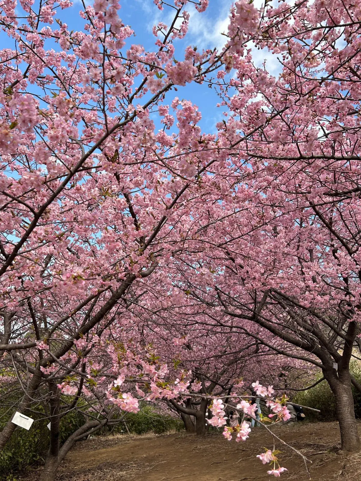 センター南の桜スポット1 茅ケ崎公園の河津桜 ※2025年開花情報追記