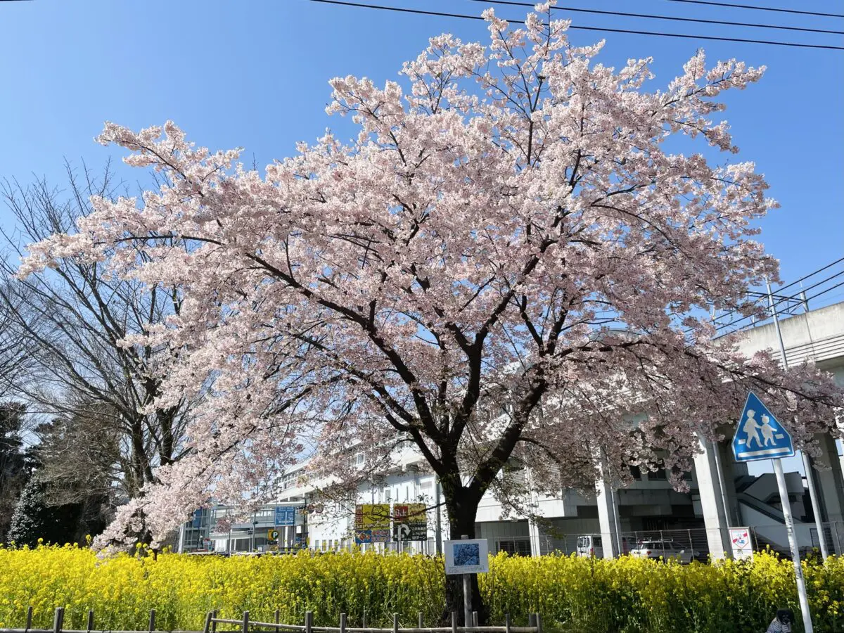 センター北南から行ける「お花見におすすめ！桜の名所12選」 ※2025年