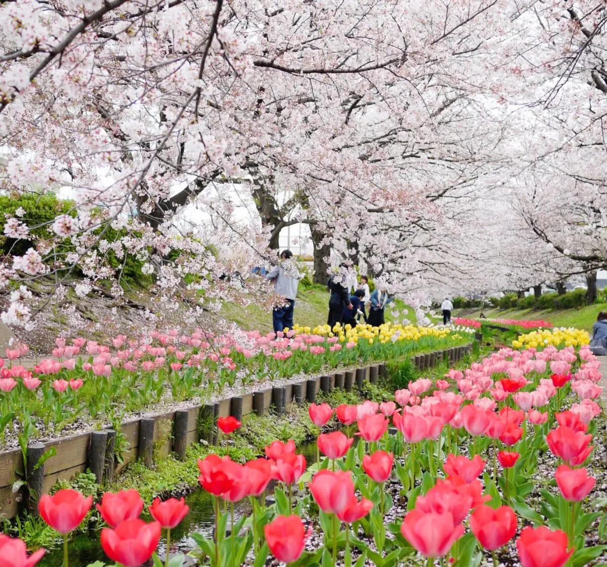 センター北南から行ける「お花見におすすめ！桜の名所12選」 ※2025年