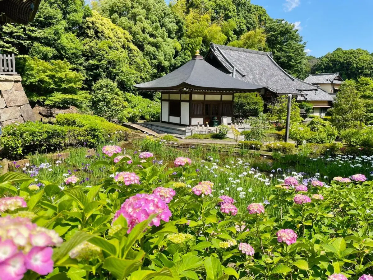 あじさいと花しょうぶが咲き誇る初夏の正覚寺を参拝 22年開花状況追記 ロコっち センター南