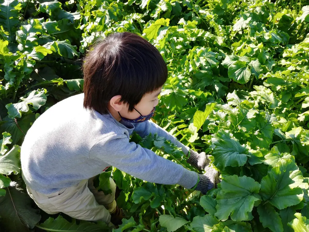 21年12月親子で楽しむ大根収穫体験 ロコっち センター南