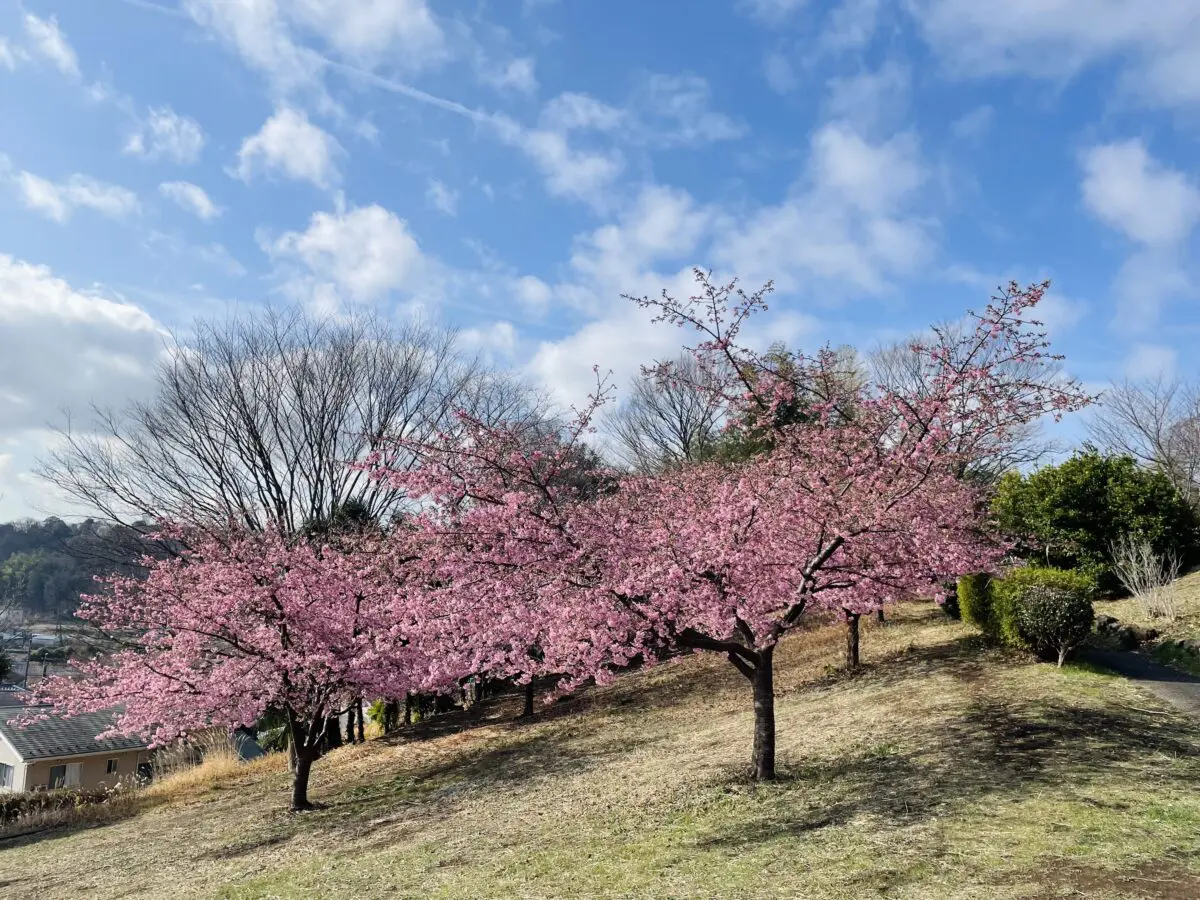センター北＆南】早咲きの桜「河津桜」が見られる3つの公園をご紹介