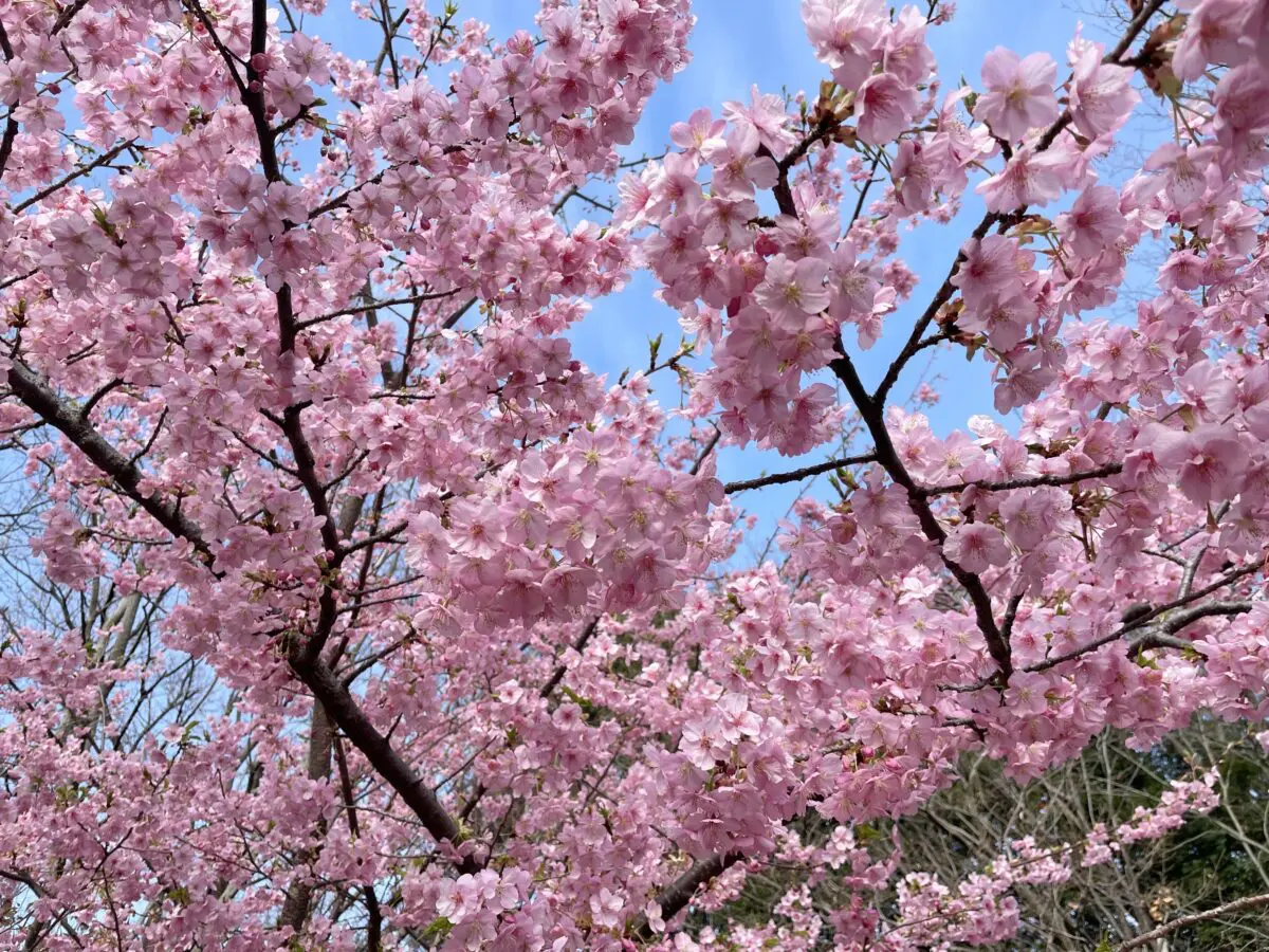 川津桜 センター北＆南】早咲きの桜「河津桜」が見られる3つの公園をご紹介！ - ロコっち - センター北＆センター南