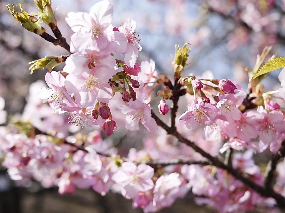 センター北＆南】早咲きの桜「河津桜」が見られる3つの公園をご紹介
