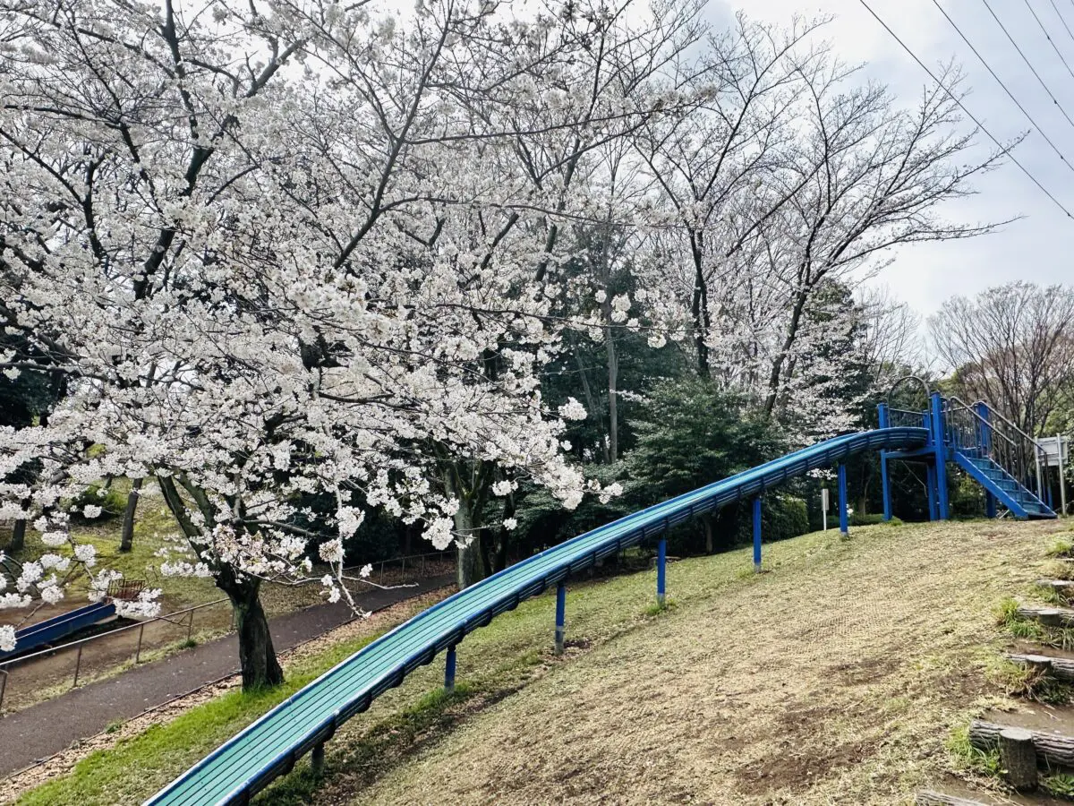 センター北南から行ける「お花見におすすめ！桜の名所12選」 ※2025年