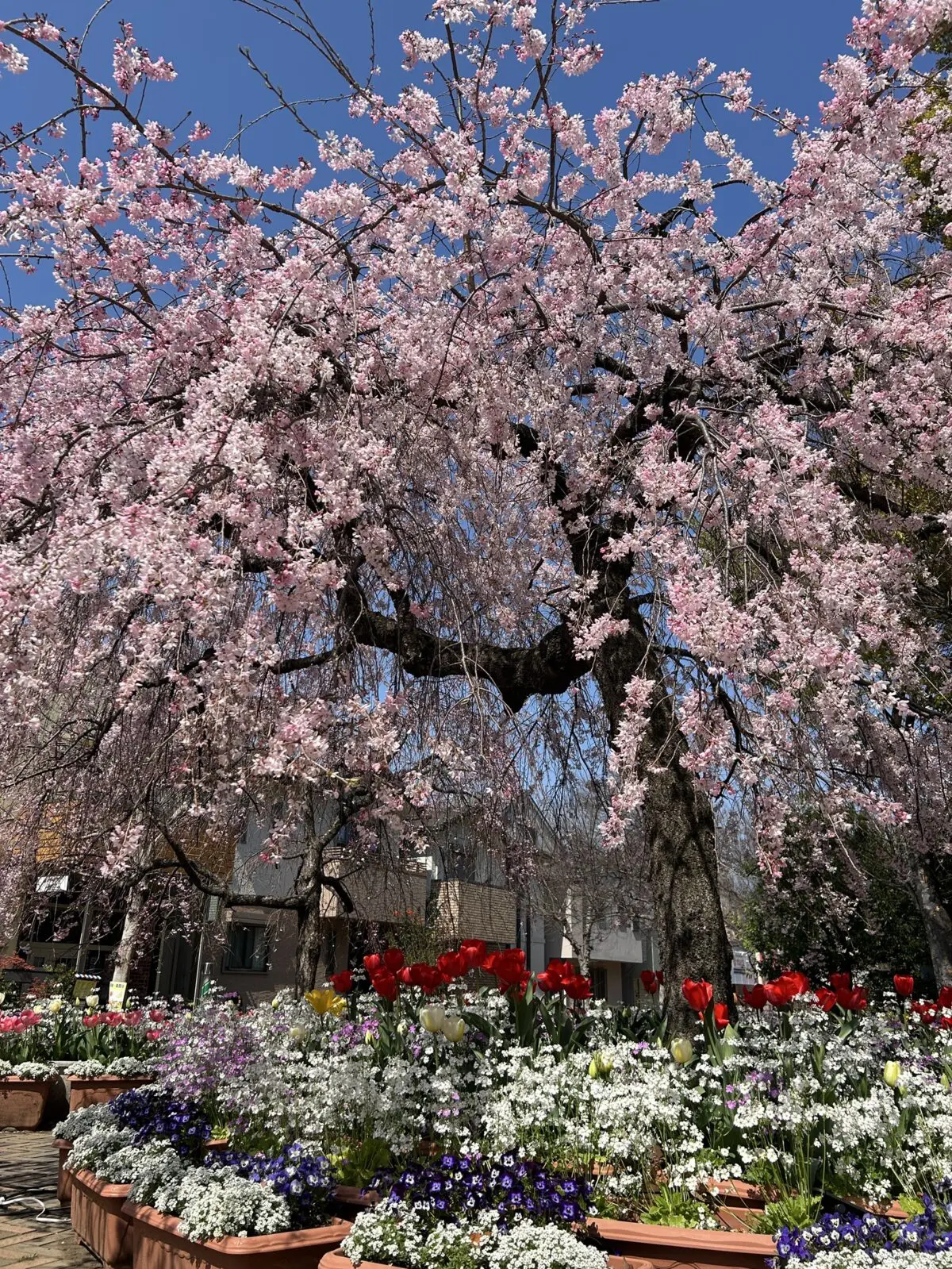 センター北南から行ける「お花見におすすめ！桜の名所12選」 ※2025年