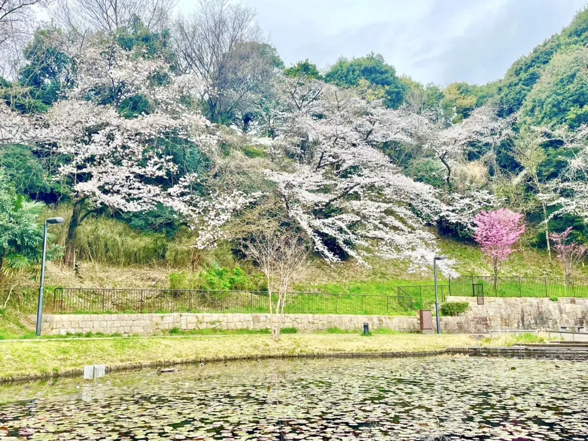 センター北南から行ける「お花見におすすめ！桜の名所12選」 ※2025年情報追記 - ロコっち - センター北＆センター南