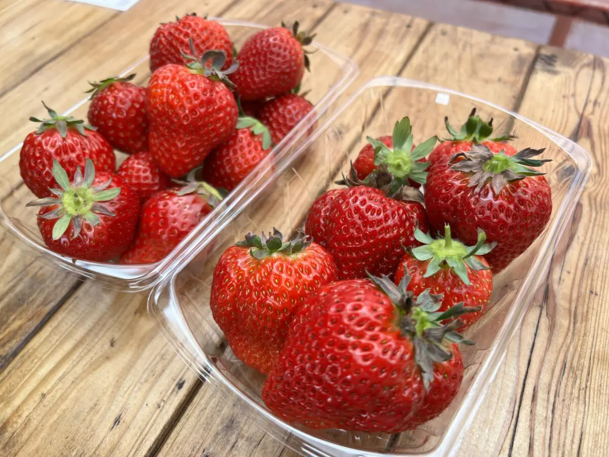 真っ赤な完熟いちごが食べ放題♪ Slow Farmのいちご狩りを体験しました