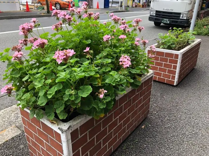 たまプラーザ駅前商店会を彩るお花にまつわるお話 ロコっち たまプラーザ