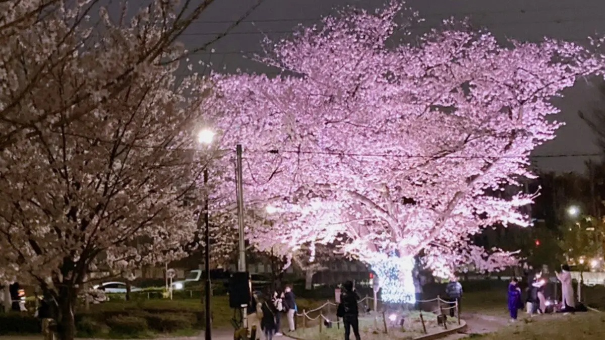 Cherryさま専用4月（原画）花がささやく春夜 ほか　6点おまとめ 今年は夜桜！美しが丘公園の桜ライトアップは4/10まで | ロコっち