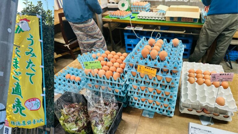朝どれの感動！都筑区うみたてたまごの直売所「織茂養鶏場」で初購入